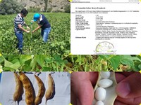 Çamoluk Kuru Fasulyesi